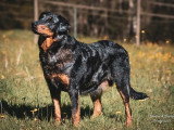 6 chiots Beauceron LOF à réserver, mâles et femelle, nés en février 2026