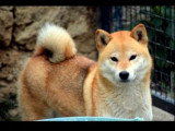Femelle Shiba Inu LOF adulte à vendre, 5 ans, douce, socialisée, cherche nouvelle famille