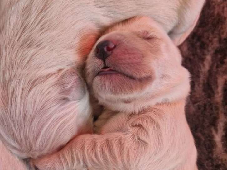8 chiots Golden Retriever à réserver, 7 mâles et 1 femelle, nés en mars 2026