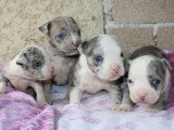 7 chiots American Bully à réserver, 4 mâles et 3 femelles, nés en février 2026