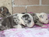 7 chiots American Bully à réserver, 4 mâles et 3 femelles, nés en février 2026
