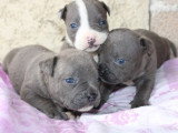 7 chiots American Bully à réserver, 4 mâles et 3 femelles, nés en février 2026