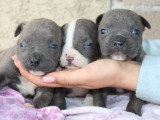 7 chiots American Bully à réserver, 4 mâles et 3 femelles, nés en février 2026