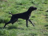 3 Chiots Mâles Braque Allemand 5 Mois LOF Disponibles