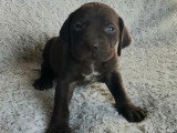 2 Chiots Femelles Braque Allemand 2 Mois LOF Disponibles