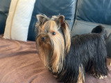 Mâle Yorkshire Terrier LOF disponible pour saillie