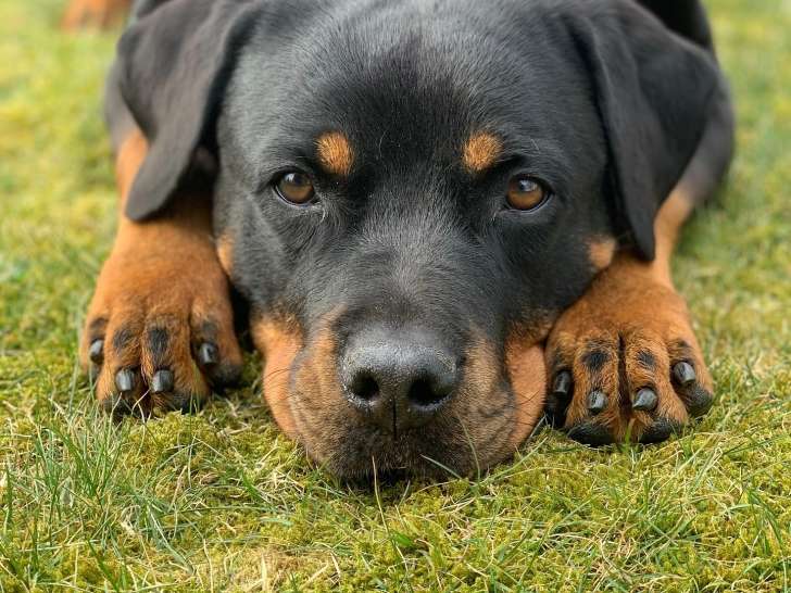 Chienne adulte de type Rottweiler à donner