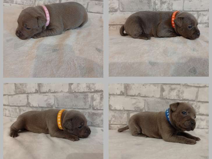 Chiots Staffie LOF à vendre