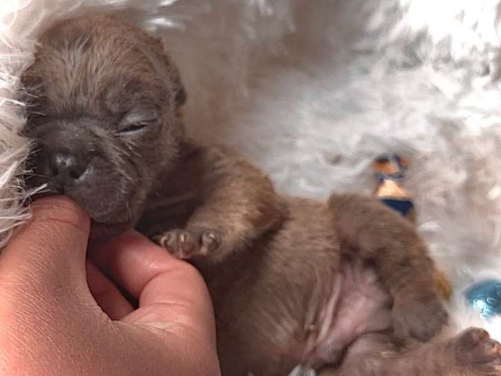 3 chiots Bouledogue Français EXO à réserver, 2 femelles et 1 mâle, nés en février 2026