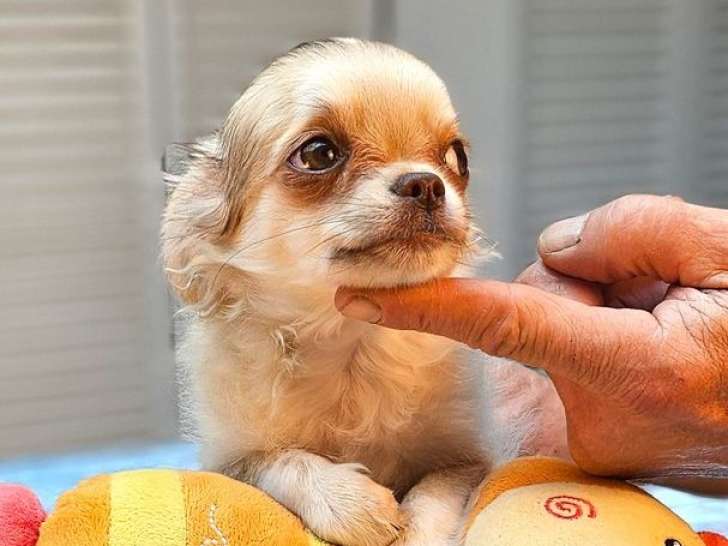 Mâles Chihuahua LOF à vendre, nés en octobre 2025