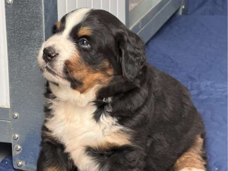 Chiot mâle Bouvier Bernois à réserver, né en février 2026