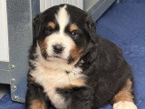 Chiot mâle Bouvier Bernois à réserver, né en février 2026