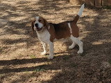 Mâle Beagle tricolore LOF disponible pour saillie