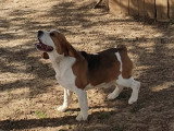Mâle Beagle tricolore LOF disponible pour saillie