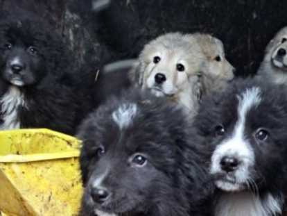 Chiots du Caucase à vendre