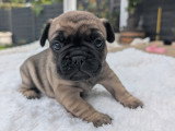Chiots Bouledogue Français à vendre