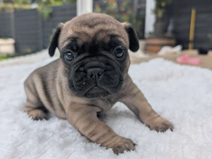 Chiots Bouledogue Français à vendre