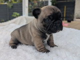 Chiots Bouledogue Français à vendre