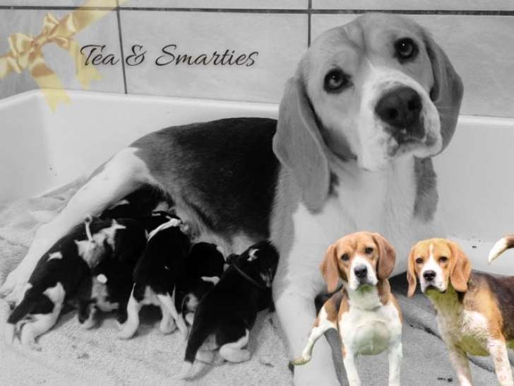 Chiots Beagle LOF à vendre