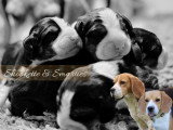 Chiots Beagle LOF à vendre