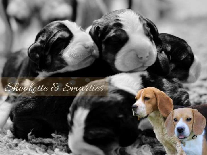 Chiots Beagle LOF à vendre