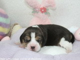 Chiots Beagle LOF à vendre