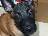 Chiot Malinois mâle à vendre