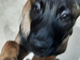 Chiot Malinois mâle à vendre