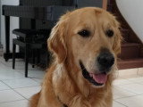 Chien Golden Retriever adulte à donner
