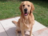 Chien Golden Retriever adulte à donner