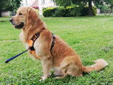 Chien Golden Retriever adulte à donner