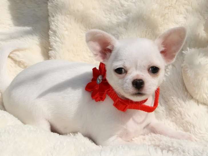 Femelle Chihuahua LOF à vendre, poil court, née en janvier 2026, disponible fin mars
