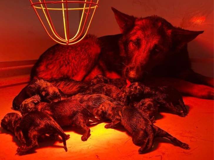 14 chiots Malinois LOF à réserver, 10 mâles et 4 femelles, nés en mars 2026, disponibles mai