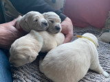 Chiots Golden Retriever à vendre (1 femelle & 4 mâles)