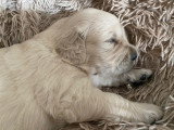Chiots Golden Retriever à vendre (1 femelle & 3 mâles)