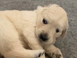 Chiots Golden Retriever à vendre (1 femelle & 3 mâles)