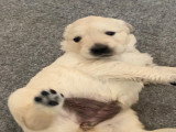 Chiots Golden Retriever à vendre (1 femelle & 3 mâles)