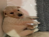 Chiots Golden Retriever à vendre (1 femelle & 3 mâles)