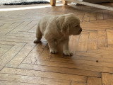 Chiots Golden Retriever à vendre (1 femelle & 3 mâles)