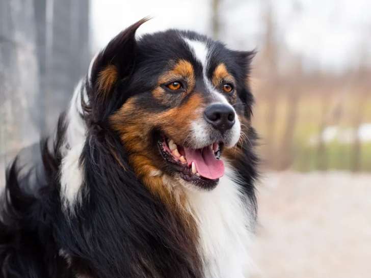 Saillie Berger Australien LOF, mâle noir tricolore, né en août 2020, testé