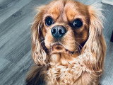 Mâle Cavalier King Charles Spaniel LOF disponible pour saillie