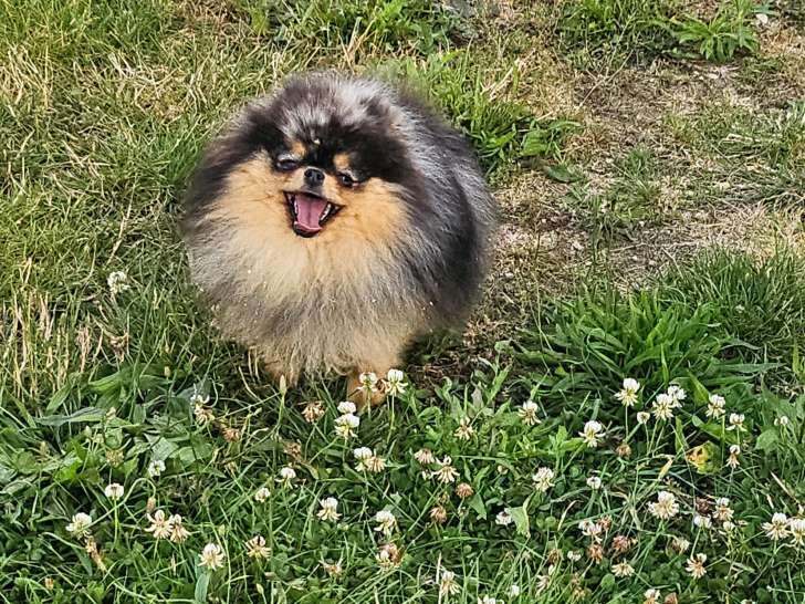 Femelle Spitz Nain merle à vendre