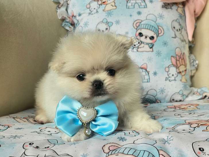 Male pomchi (spitz ×chihuahua )