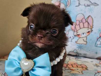 Chihuahua