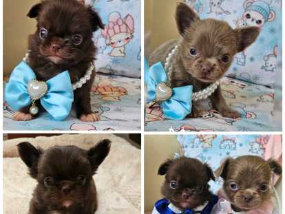 Chihuahua