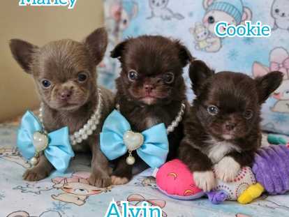 Chihuahua
