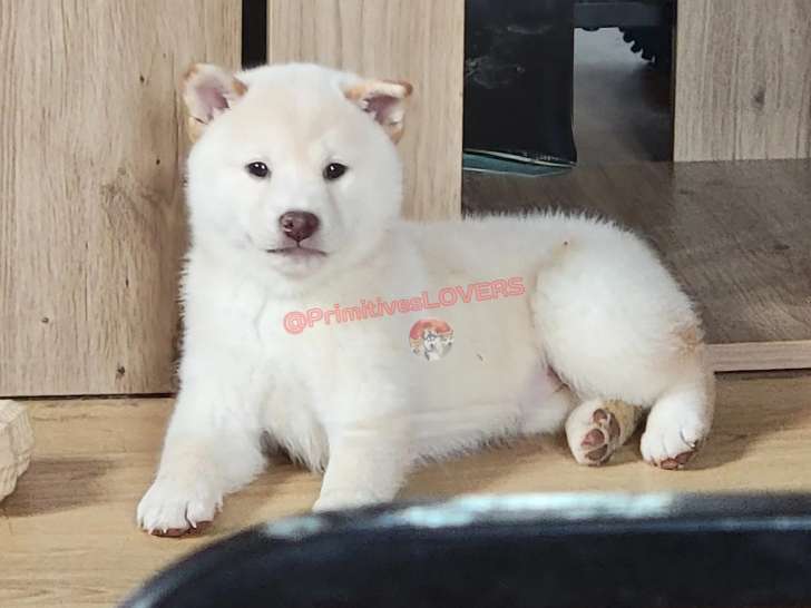 Chiot femelle Shiba Inu crème pour famille 5 étoiles