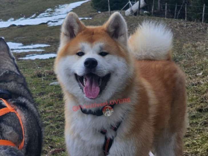 Mâle Akita Inu roux disponible pour saillie