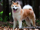 Mâle Akita Inu roux disponible pour saillie