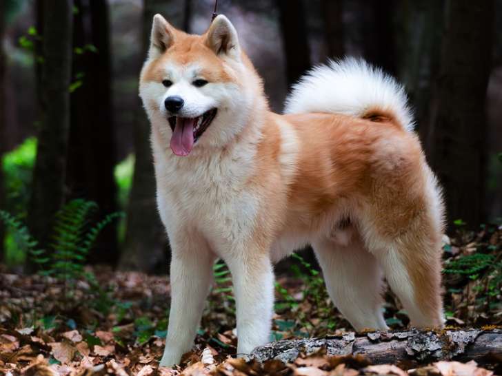 Mâle Akita Inu roux disponible pour saillie